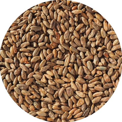 Rye Malt