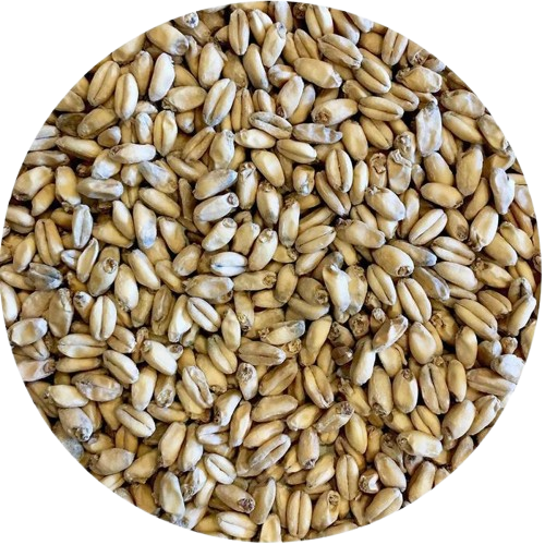 Spelt Malt